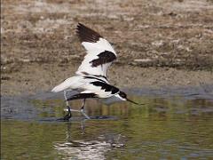 149 BIO PARC DE DOUE LA FONTAINE 2- 2016_000065